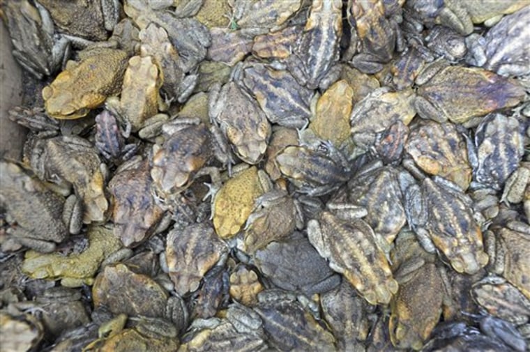 **ADVANCE FOR MONDAY, JAN. 25** FILE- This March 29, 2009 file photo shows some of the thousands of cane toads caught by the residents of Cairns, Australia overnight and entered into the \"Toad's Day Out\" program, awaiting euthanasia by freezing. When cane toads crossed the border of Australia's largest state in 2009, the Kimberley Toad Busters knew the battle against the poisonous pest was on. What they didn't know: that government concern over animal rights might strip them of their most effective weapon against the hated environmental menace. (AP Photo/Brian Cassey, File)